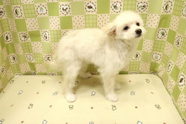 埼玉県のポメプー(ポメラニアン×プードル) (ペットショッププチマリア 入間武蔵藤沢店/2026年3月27日生まれ/女の子/クリーム)の子犬の3枚目の画像