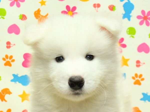 サモエド