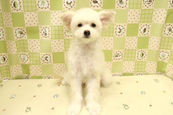 埼玉県のポメプー(ポメラニアン×プードル) (ペットショッププチマリア 入間武蔵藤沢店/2026年3月27日生まれ/女の子/クリーム)の子犬の2枚目の画像