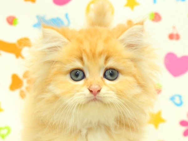 2026年6月10日生まれのスコティッシュフォールド