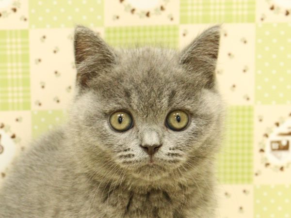 ブリティッシュ