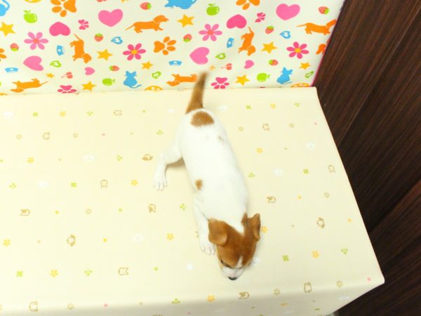 神奈川県のジャックラッセルテリア (ペットショッププチマリア 横浜永田台店/2026年6月14日生まれ/女の子/ホワイトタン)の子犬の3枚目の画像