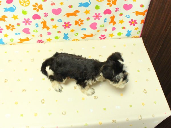 神奈川県のミニチュアシュナウザー (ペットショッププチマリア 横浜永田台店/2026年6月12日生まれ/男の子/ブラックシルバー)の子犬の3枚目の画像
