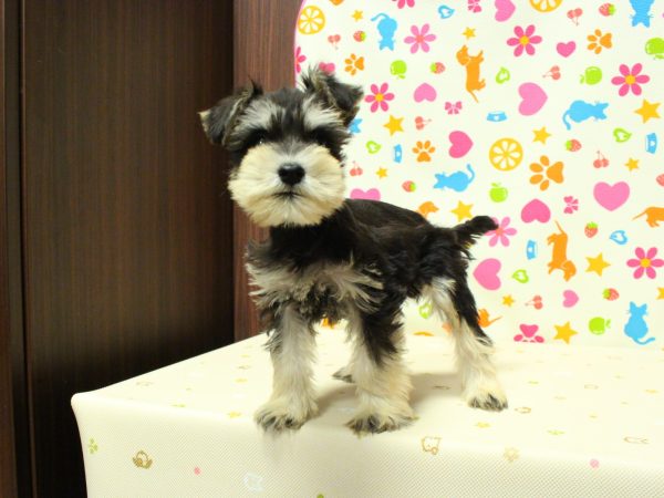 神奈川県のミニチュアシュナウザー (ペットショッププチマリア 横浜永田台店/2026年6月12日生まれ/男の子/ブラックシルバー)の子犬の2枚目の画像