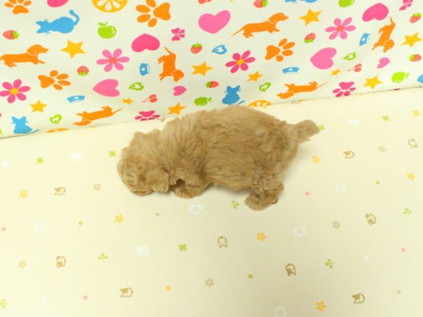 神奈川県のトイプードル(トイ) (ペットショッププチマリア 横浜永田台店/2026年6月13日生まれ/女の子/アプリコット)の子犬の3枚目の画像
