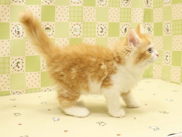 埼玉県のキンカロー（マンチカール） (ペットショッププチマリア 入間武蔵藤沢店/2026年6月7日生まれ/女の子/レッドタビーホワイト)の子猫の4枚目の画像