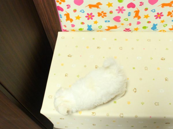 神奈川県のチワマル/マルチワ(チワワ×マルチーズ) (ペットショッププチマリア 横浜永田台店/2026年6月13日生まれ/男の子/ホワイト)の子犬の3枚目の画像