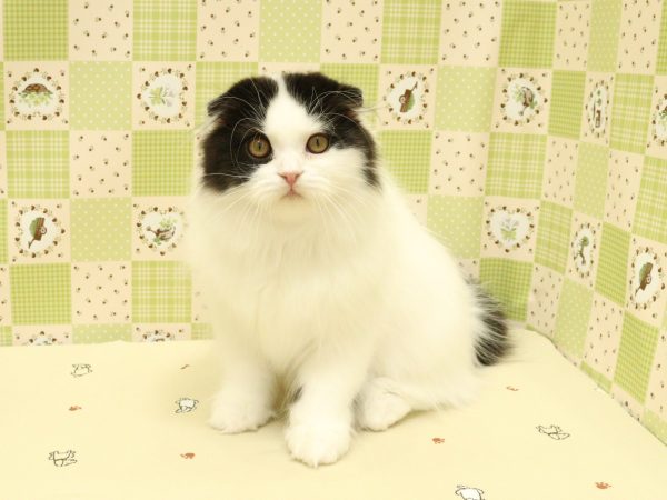 埼玉県のスコティッシュフォールド (ペットショッププチマリア 入間武蔵藤沢店/2026年4月26日生まれ/男の子/ブラックホワイトバン)の子猫の2枚目の画像