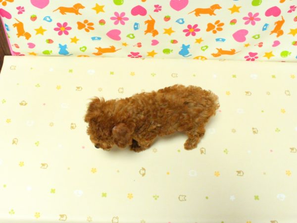 神奈川県のトイプードル(トイ) (ペットショッププチマリア 横浜永田台店/2026年6月10日生まれ/女の子/レッドフォーン)の子犬の3枚目の画像