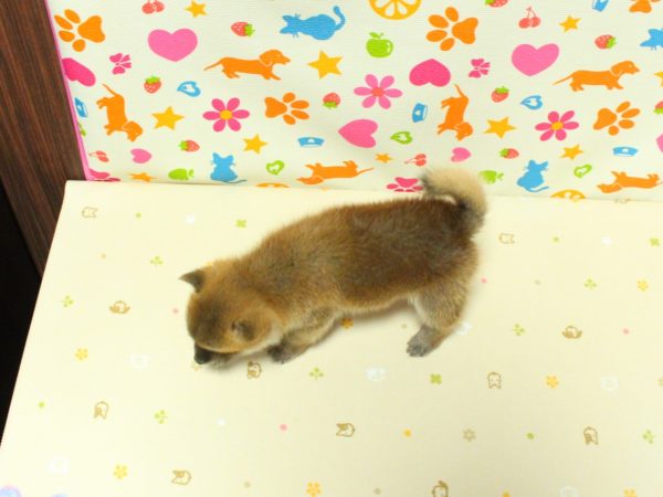 神奈川県の豆柴 (ペットショッププチマリア 横浜永田台店/2026年6月13日生まれ/女の子/赤)の子犬の3枚目の画像