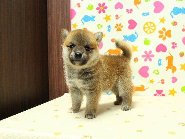 神奈川県の豆柴 (ペットショッププチマリア 横浜永田台店/2026年6月13日生まれ/女の子/赤)の子犬の2枚目の画像