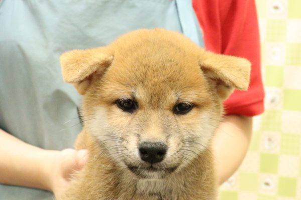 埼玉県の柴犬(標準サイズ) (ペットショッププチマリア 入間武蔵藤沢店/2026年6月14日生まれ/女の子/赤)の子犬