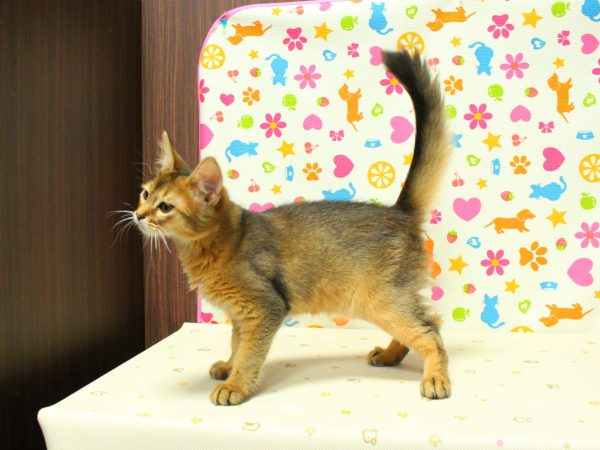 神奈川県のソマリ (ペットショッププチマリア 横浜永田台店/2026年4月21日生まれ/男の子/ルディ)の子猫の2枚目の画像