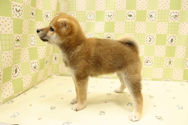 埼玉県の柴犬(標準サイズ) (ペットショッププチマリア 入間武蔵藤沢店/2026年6月14日生まれ/女の子/赤)の子犬の4枚目の画像