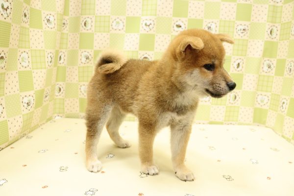 埼玉県の柴犬(標準サイズ) (ペットショッププチマリア 入間武蔵藤沢店/2026年6月14日生まれ/女の子/赤)の子犬の3枚目の画像