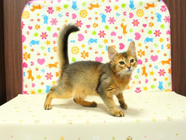 神奈川県のソマリ (ペットショッププチマリア 横浜永田台店/2026年4月21日生まれ/男の子/ルディ)の子猫の4枚目の画像