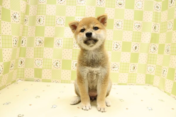 埼玉県の柴犬(標準サイズ) (ペットショッププチマリア 入間武蔵藤沢店/2026年6月14日生まれ/女の子/赤)の子犬の2枚目の画像