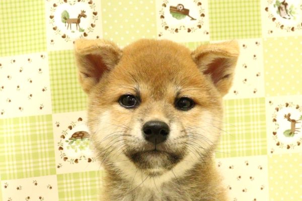 柴犬