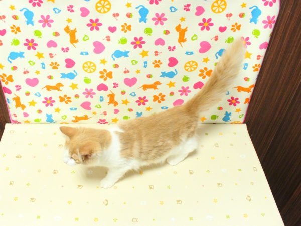 神奈川県のノルウェージャンフォレストキャット (ペットショッププチマリア 横浜永田台店/2026年3月25日生まれ/女の子/クリームタビーホワイト)の子猫の3枚目の画像