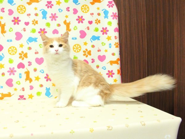 神奈川県のノルウェージャンフォレストキャット (ペットショッププチマリア 横浜永田台店/2026年3月25日生まれ/女の子/クリームタビーホワイト)の子猫の2枚目の画像
