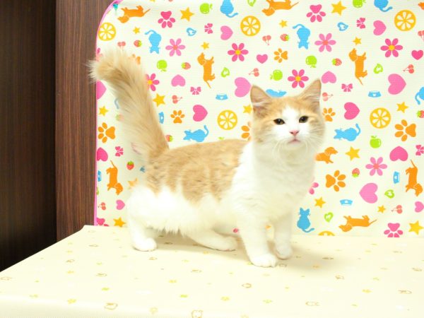 神奈川県のノルウェージャンフォレストキャット (ペットショッププチマリア 横浜永田台店/2026年3月25日生まれ/女の子/クリームタビーホワイト)の子猫の4枚目の画像