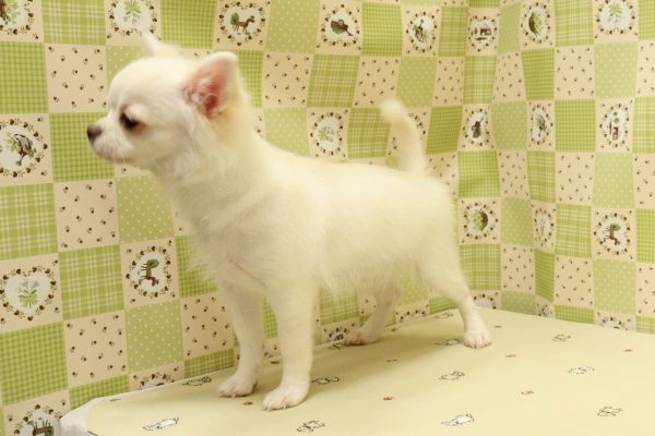 埼玉県のチワワ(ロング) (ペットショッププチマリア 入間武蔵藤沢店/2026年4月4日生まれ/男の子/クリーム)の子犬の4枚目の画像