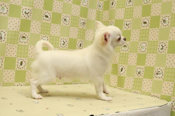埼玉県のチワワ(ロング) (ペットショッププチマリア 入間武蔵藤沢店/2026年4月4日生まれ/男の子/クリーム)の子犬の3枚目の画像