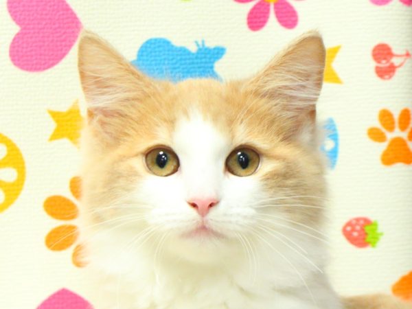 ノルウェージャンフォレストキャット