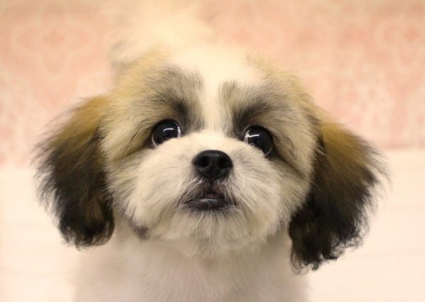 ミックス（ハーフ犬）
