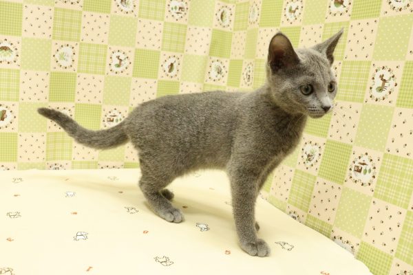 埼玉県のロシアンブルー (ペットショッププチマリア 入間武蔵藤沢店/2026年5月5日生まれ/女の子/ブルー)の子猫の3枚目の画像