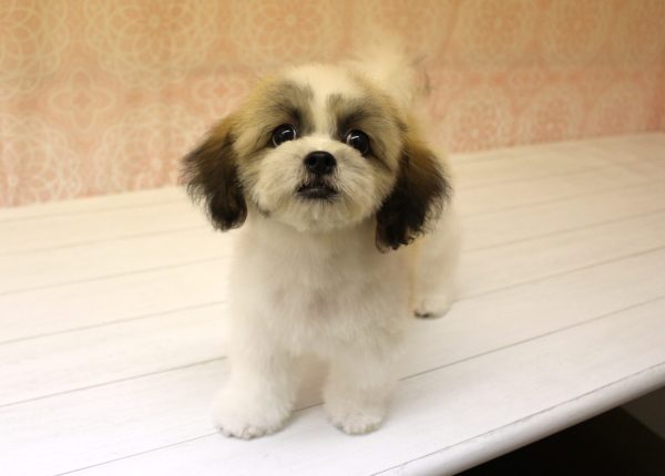 岐阜県のミックス（ハーフ犬） (ペットショッププチマリア 美濃加茂店/2026年4月26日生まれ/女の子/レッドホワイト)の子犬の4枚目の画像