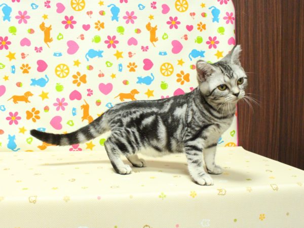 神奈川県のアメリカンショートヘアー (ペットショッププチマリア 横浜永田台店/2026年3月28日生まれ/女の子/シルバータビー)の子猫の4枚目の画像