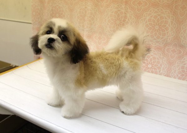 岐阜県のミックス（ハーフ犬） (ペットショッププチマリア 美濃加茂店/2026年4月26日生まれ/女の子/レッドホワイト)の子犬の2枚目の画像