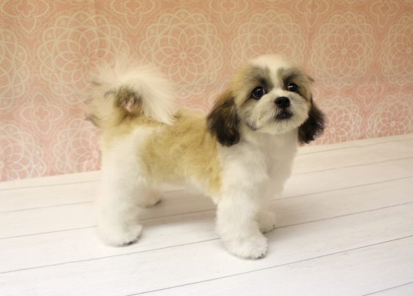 岐阜県のミックス（ハーフ犬） (ペットショッププチマリア 美濃加茂店/2026年4月26日生まれ/女の子/レッドホワイト)の子犬の3枚目の画像