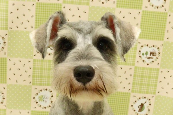 ミニチュアシュナウザー