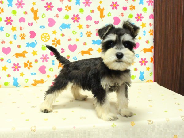 神奈川県のミニチュアシュナウザー (ペットショッププチマリア 横浜永田台店/2026年6月12日生まれ/男の子/ブラックシルバー)の子犬の4枚目の画像