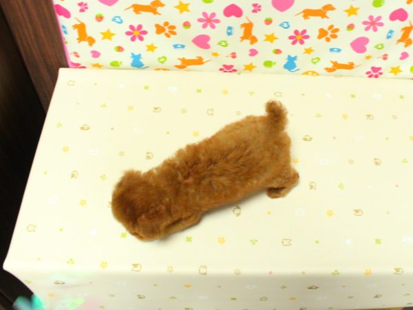 神奈川県のトイプードル(トイ) (ペットショッププチマリア 横浜永田台店/2026年6月10日生まれ/女の子/レッドフォーン)の子犬の3枚目の画像