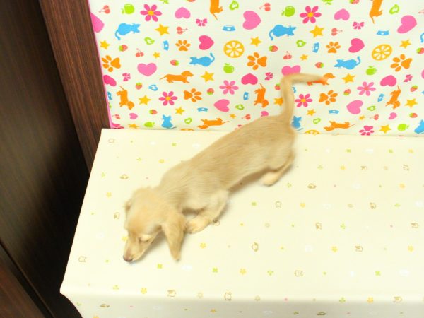 神奈川県のミニチュアダックスフンド(ロング) (ペットショッププチマリア 横浜永田台店/2026年5月3日生まれ/女の子/イエロー)の子犬の3枚目の画像