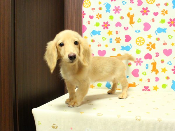 神奈川県のミニチュアダックスフンド(ロング) (ペットショッププチマリア 横浜永田台店/2026年5月3日生まれ/女の子/イエロー)の子犬の2枚目の画像