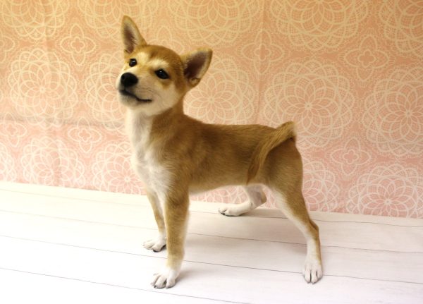 岐阜県の柴犬(標準サイズ) (ペットショッププチマリア 美濃加茂店/2026年5月22日生まれ/女の子/赤)の子犬の2枚目の画像