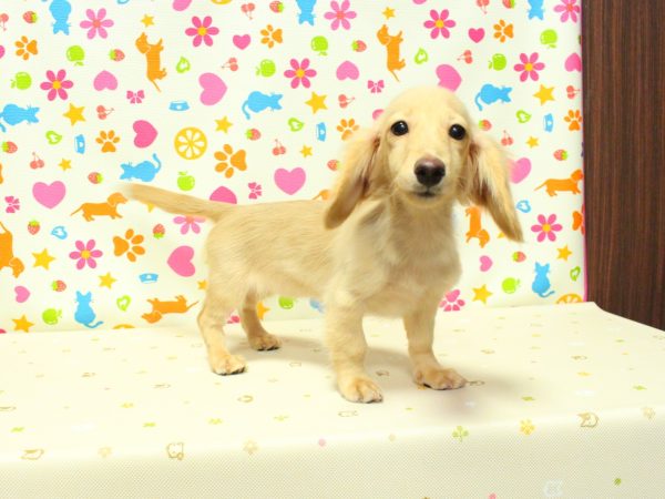 神奈川県のミニチュアダックスフンド(ロング) (ペットショッププチマリア 横浜永田台店/2026年5月3日生まれ/女の子/イエロー)の子犬の4枚目の画像