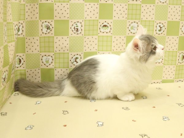 埼玉県のマンチカン (ペットショッププチマリア 入間武蔵藤沢店/2026年4月19日生まれ/男の子/ブルータビーホワイト)の子猫の3枚目の画像