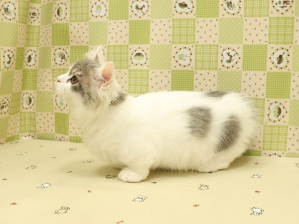 埼玉県のマンチカン (ペットショッププチマリア 入間武蔵藤沢店/2026年4月19日生まれ/男の子/ブルータビーホワイト)の子猫の4枚目の画像