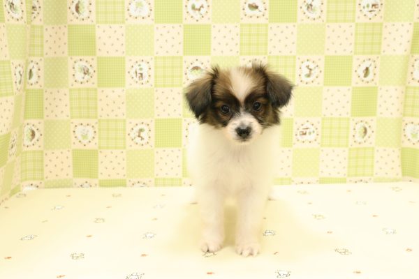 埼玉県のパピヨン (ペットショッププチマリア 入間武蔵藤沢店/2026年6月20日生まれ/女の子/ホワイトブラウン)の子犬の2枚目の画像