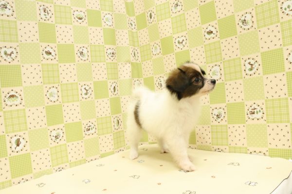 埼玉県のパピヨン (ペットショッププチマリア 入間武蔵藤沢店/2026年6月20日生まれ/女の子/ホワイトブラウン)の子犬の3枚目の画像