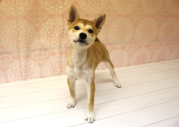 岐阜県の柴犬(標準サイズ) (ペットショッププチマリア 美濃加茂店/2026年5月22日生まれ/女の子/赤)の子犬の3枚目の画像