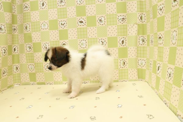 埼玉県のパピヨン (ペットショッププチマリア 入間武蔵藤沢店/2026年6月20日生まれ/女の子/ホワイトブラウン)の子犬の4枚目の画像
