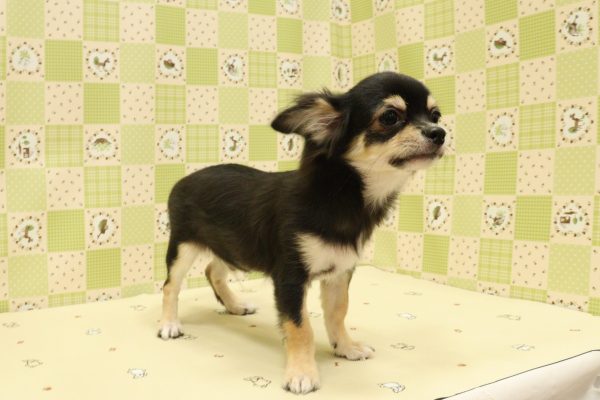 埼玉県のチワワ(ロング) (ペットショッププチマリア 入間武蔵藤沢店/2026年4月11日生まれ/男の子/ブラックタン)の子犬の3枚目の画像