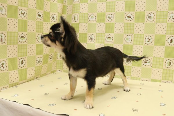 埼玉県のチワワ(ロング) (ペットショッププチマリア 入間武蔵藤沢店/2026年4月11日生まれ/男の子/ブラックタン)の子犬の4枚目の画像