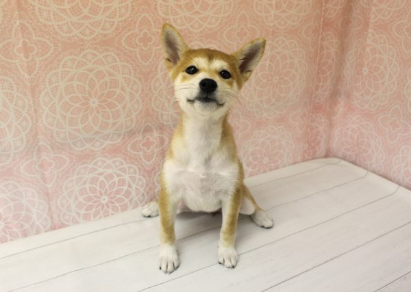 岐阜県の柴犬(標準サイズ) (ペットショッププチマリア 美濃加茂店/2026年5月22日生まれ/女の子/赤)の子犬の4枚目の画像